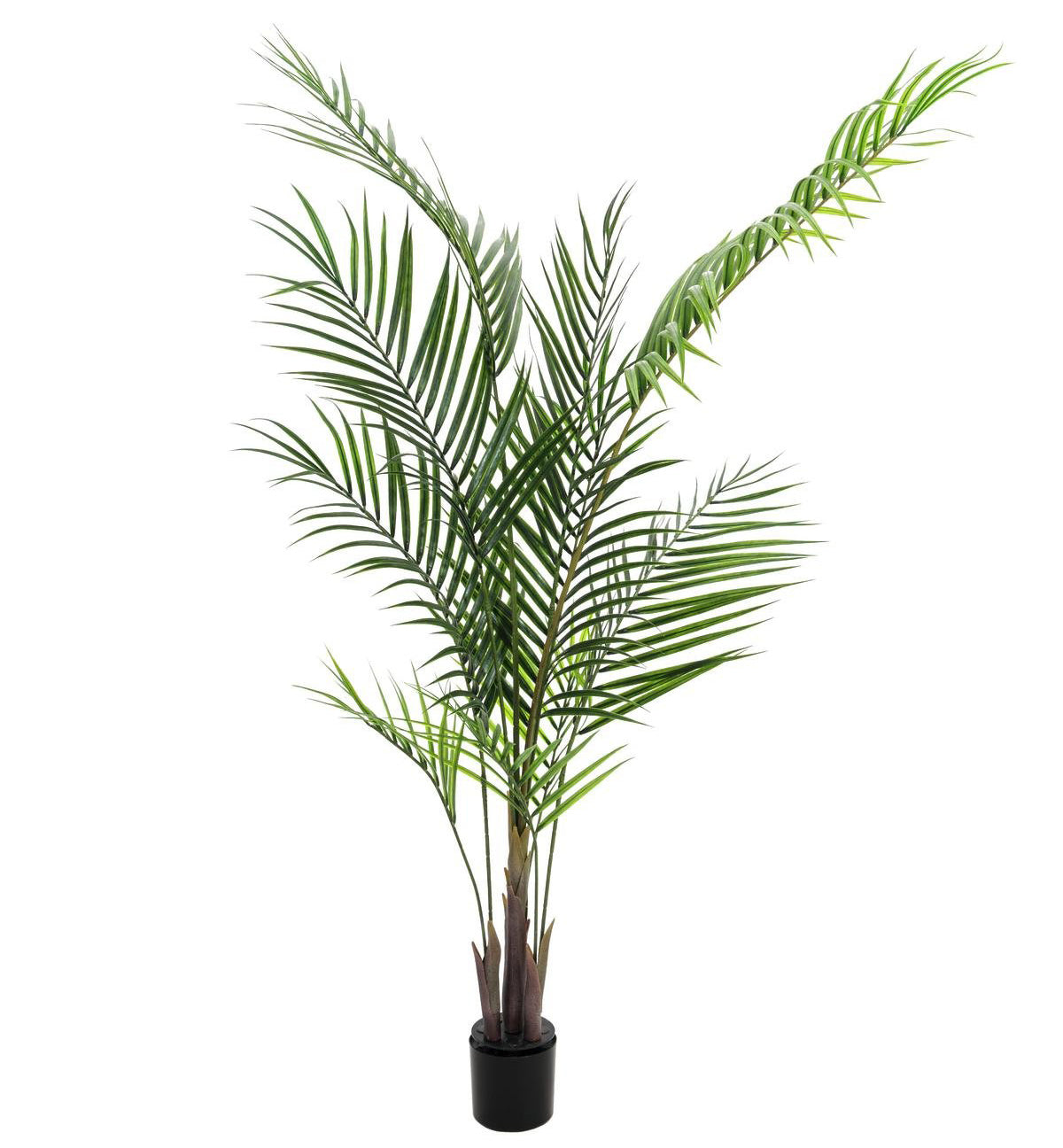 Areca palm with big leaves, 165cm