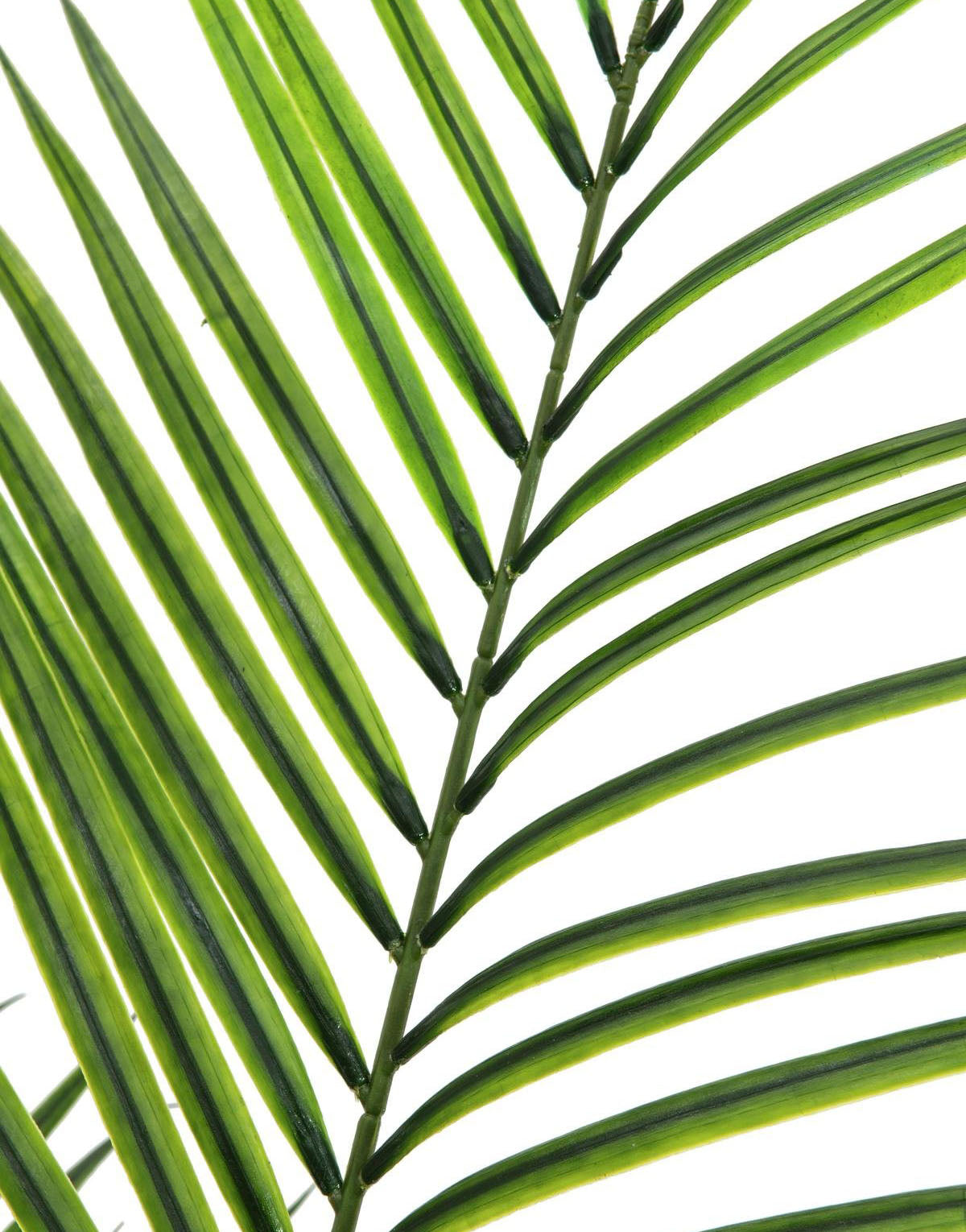 Areca palm with big leaves, 165cm