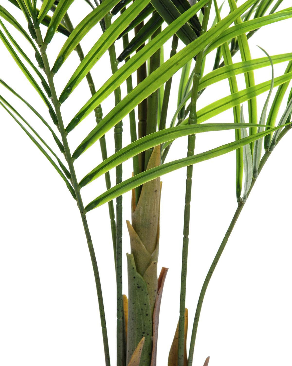 Areca palm with big leaves, 165cm