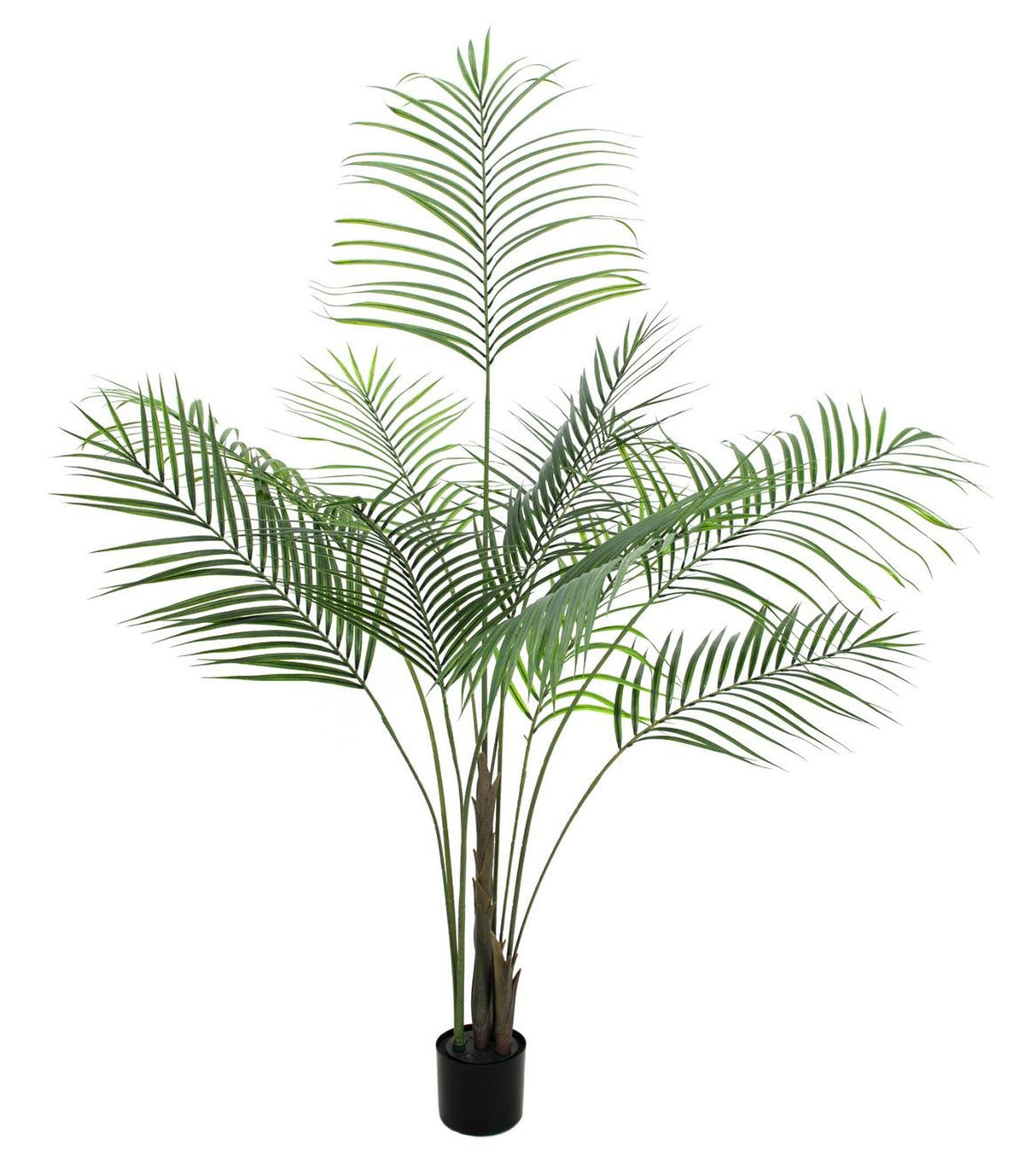 Areca palm with big leaves, 185cm