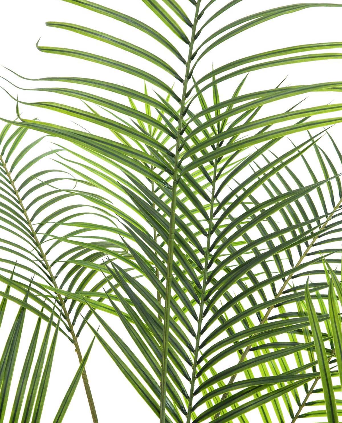 Areca palm with big leaves, 185cm