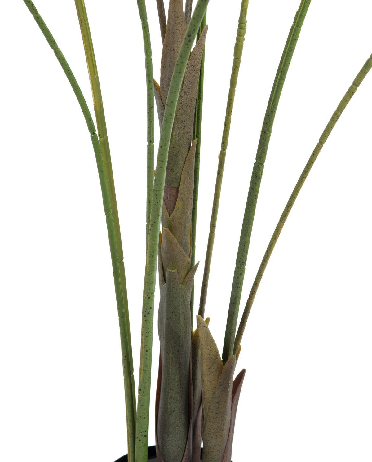 Areca palm with big leaves, 185cm