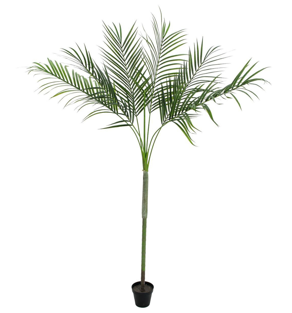 Areca Palm with big leaves, 180cm
