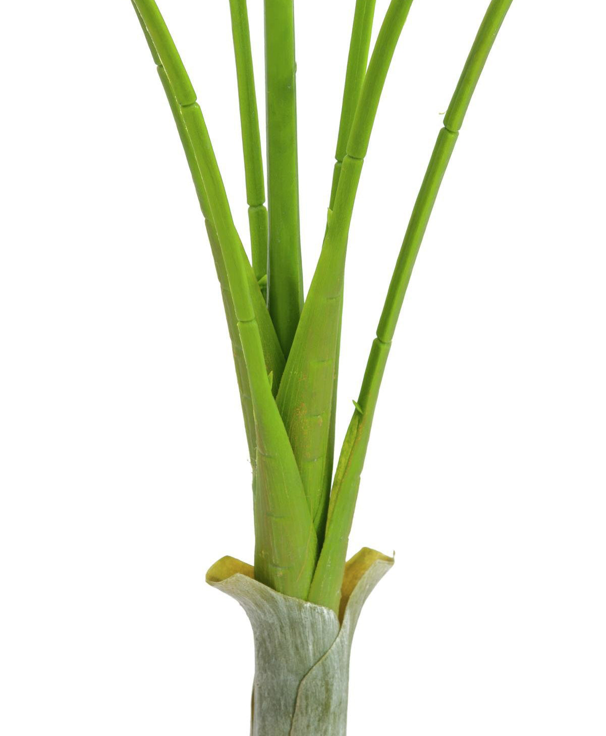 Areca Palm with big leaves, 180cm