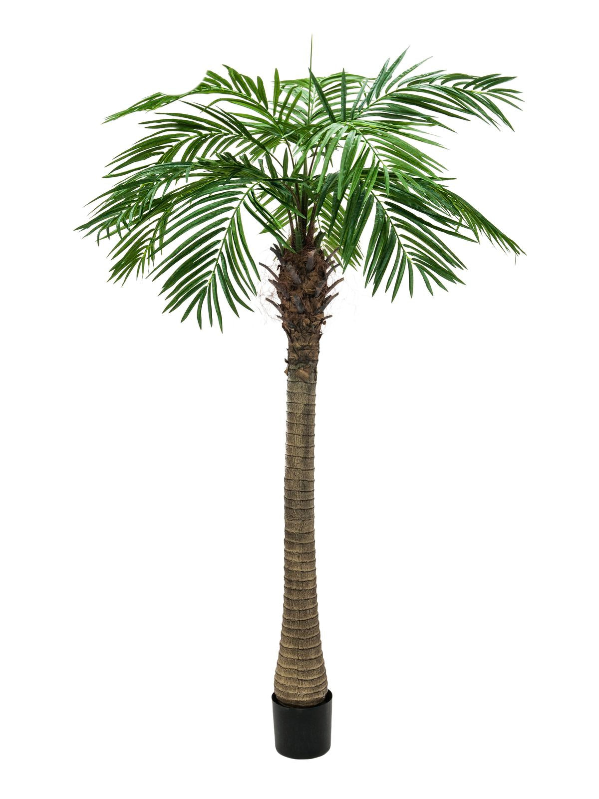 Phoenix Palm Tree Luxor 240 cm