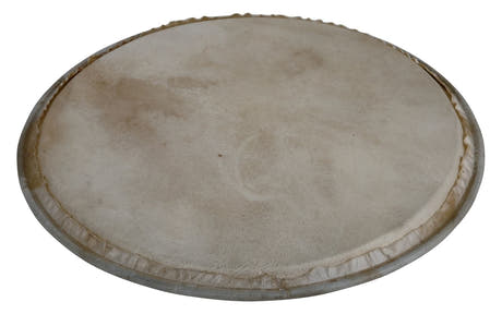 Latin Perkussion Perkussion Kopf Plenera - 12" (WB505C)