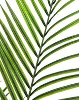 Areca palm with big leaves, 165cm