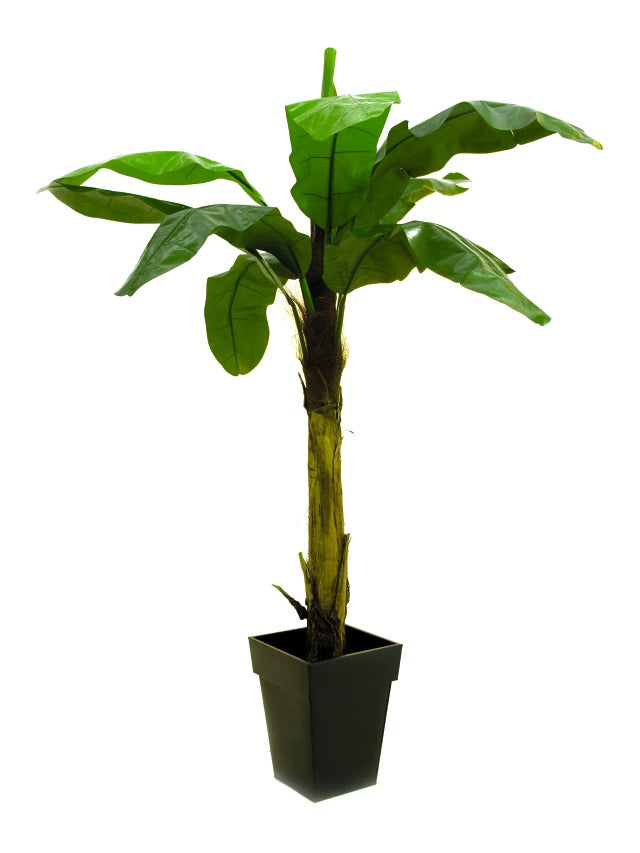Banana tree, 220cm