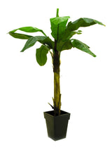 Banana tree, 220cm