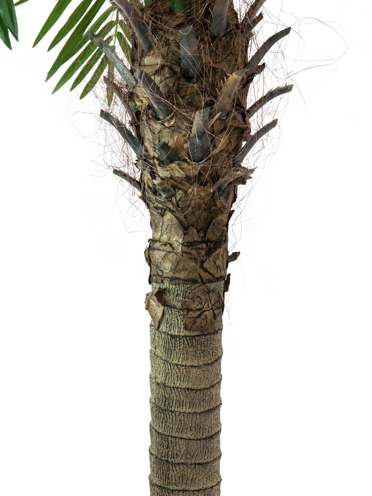 Phoenix Palm Tree Luxor 240 cm
