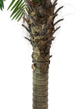 Phoenix Palm Tree Luxor 240 cm