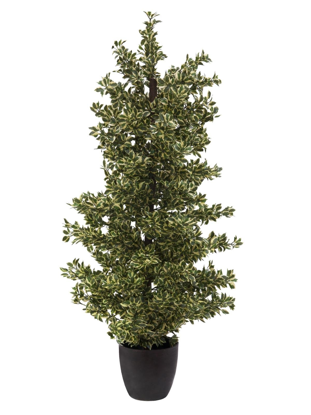 Woodficus Silverleaf, 120cm