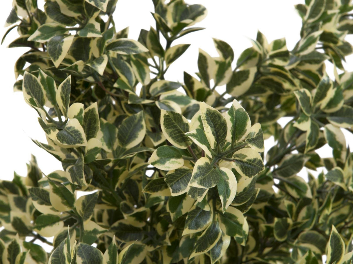 Woodficus Silverleaf, 120cm