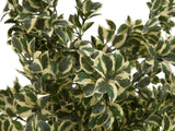 Woodficus Silverleaf, 120cm