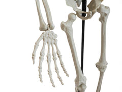 Halloween-skelet, stående, 150 cm