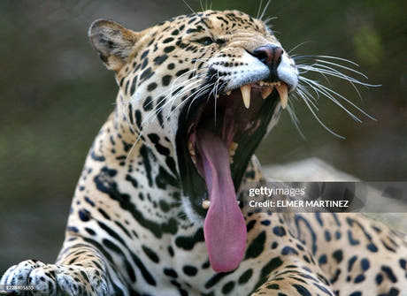 EL Jaguar